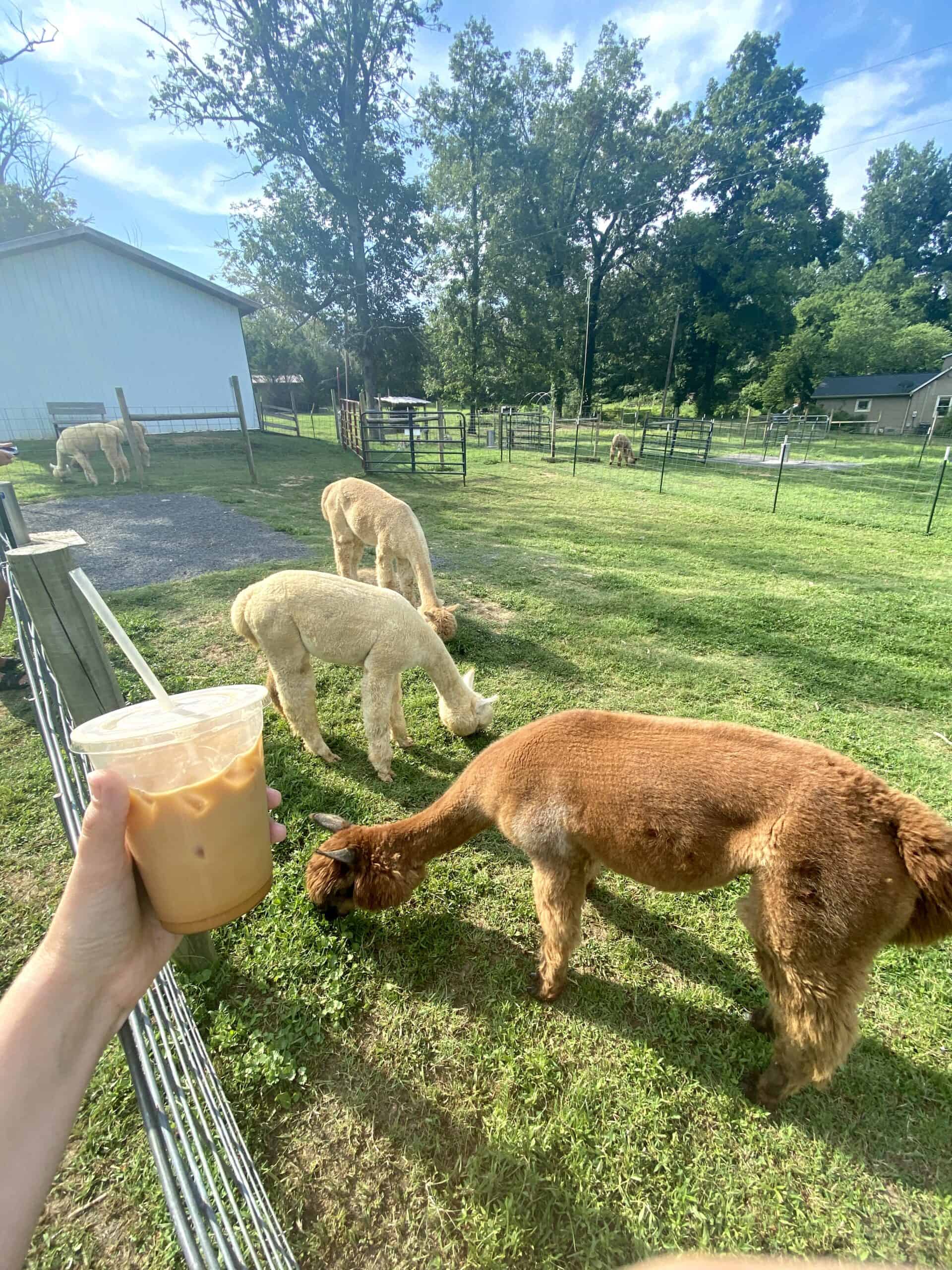 How To Visit The Adorable Rosie Mae’s Alpaca Farm