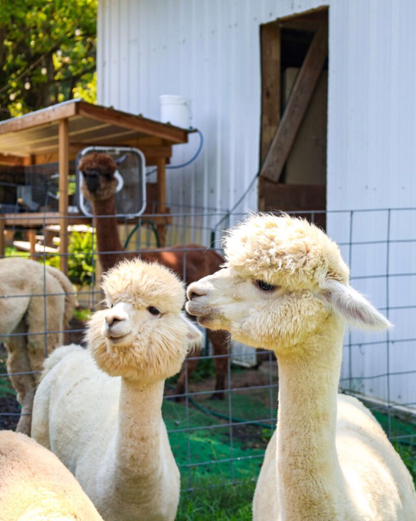Two alpacas