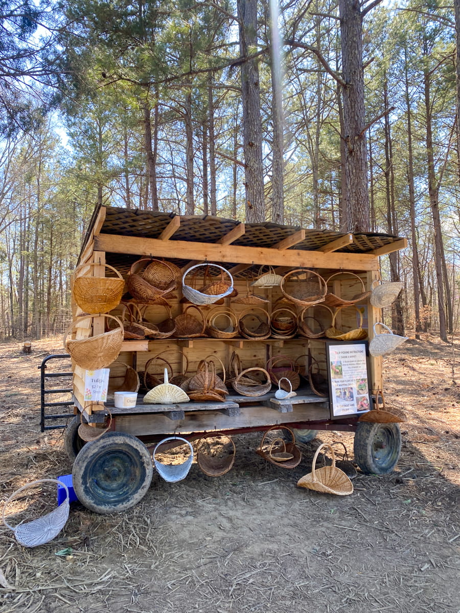 Multiple baskets hanging for your choice for tulip picking