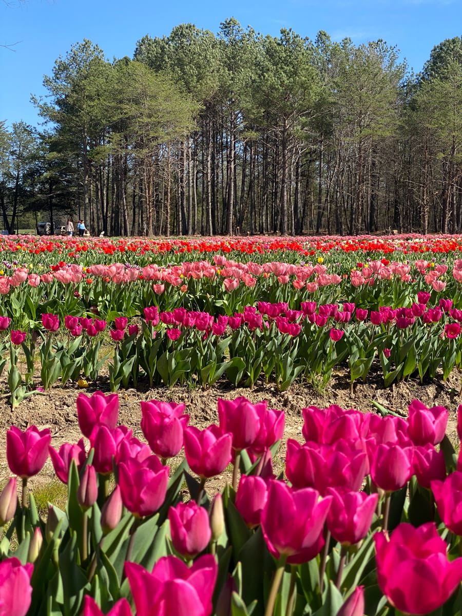 PInk and red tulips lined in rows in the tulip field