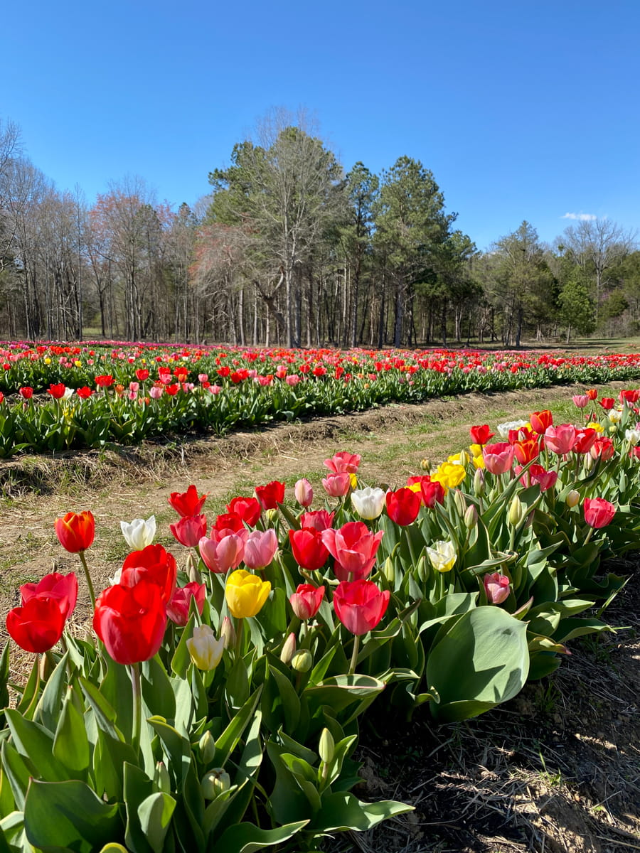 PInk, yellow, and red tulips lined in rows in the tulip field
