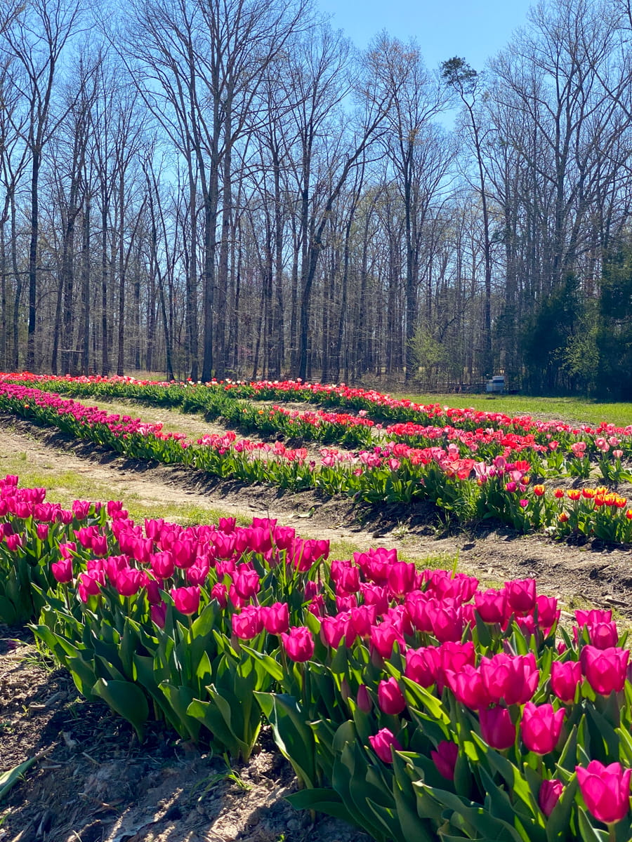 PInk and red tulips lined in rows in the tulip field