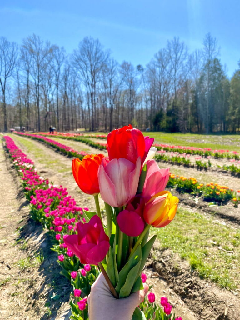 Holding up a colorful bundle of picked tulips with rows of tulips in the back