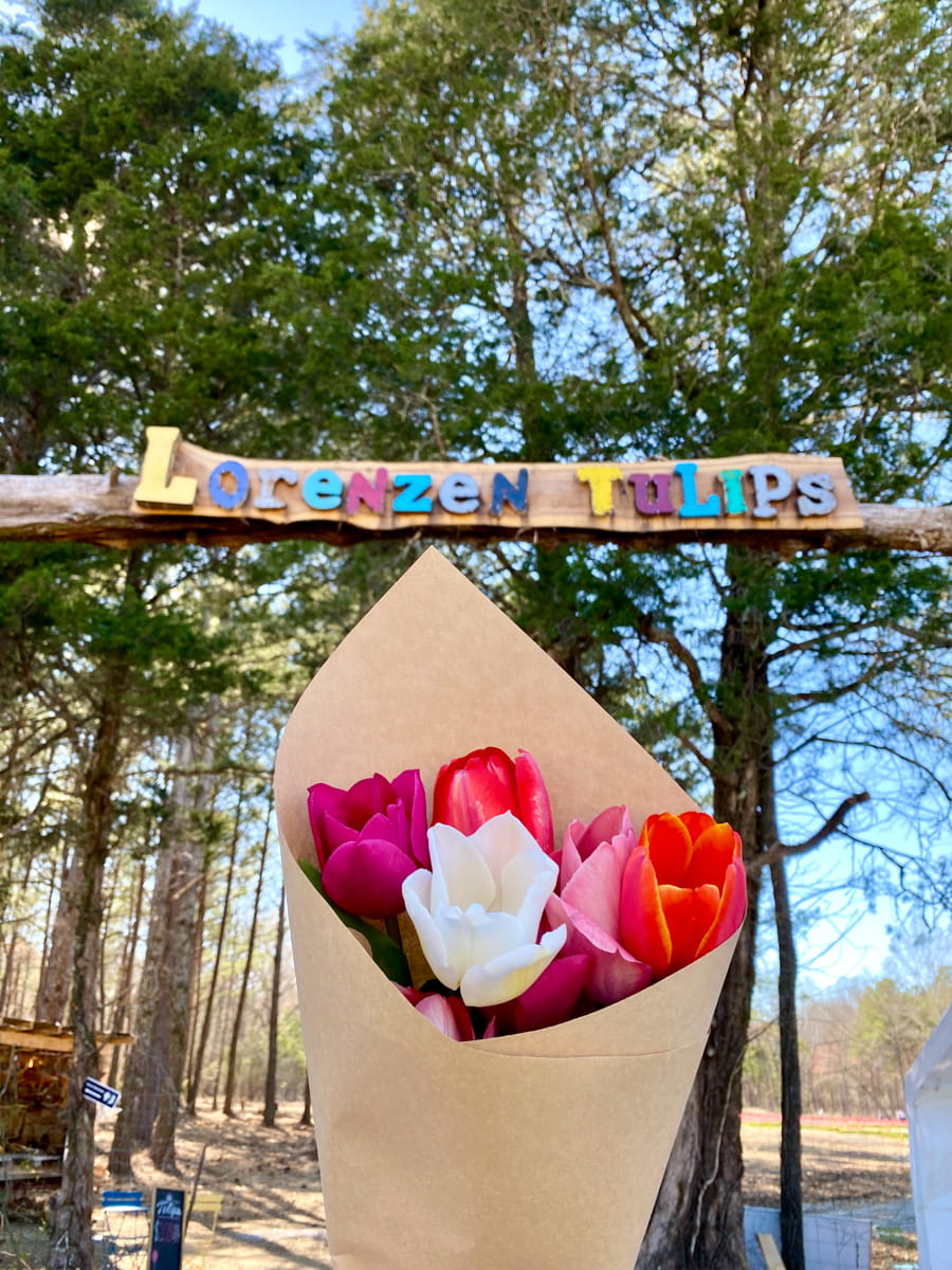 A bundle of picked tulips held up to the Lorenzen Farm entrance sign