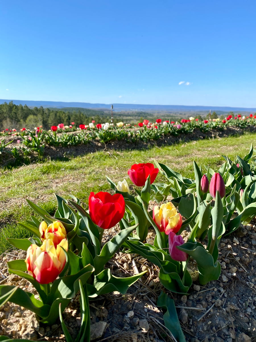 Multiple rows of colorful tulips with a valley view in the background