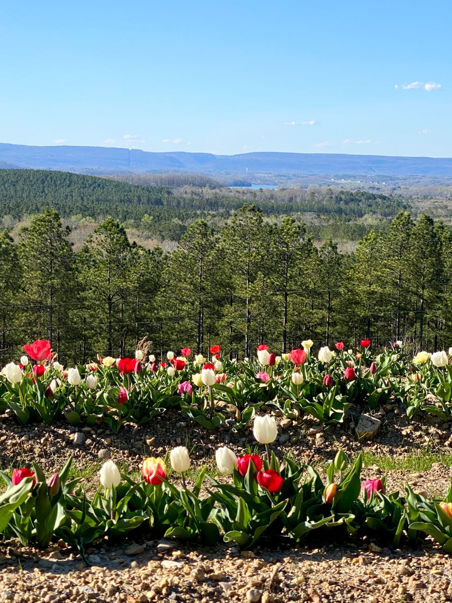 Multiple rows of colorful tulips with a valley view in the background