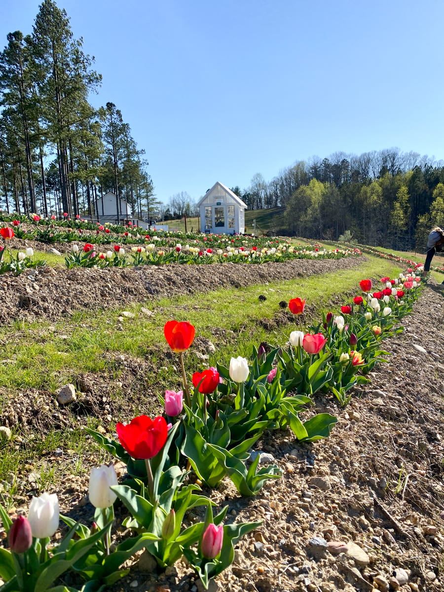 A row of colorful tulips