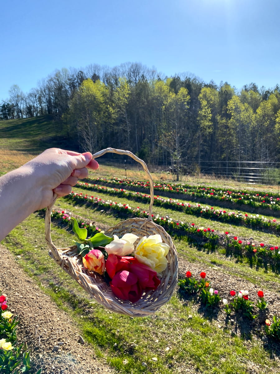 Holding up a basket of colorful picked tulips with rows of tulips in the background