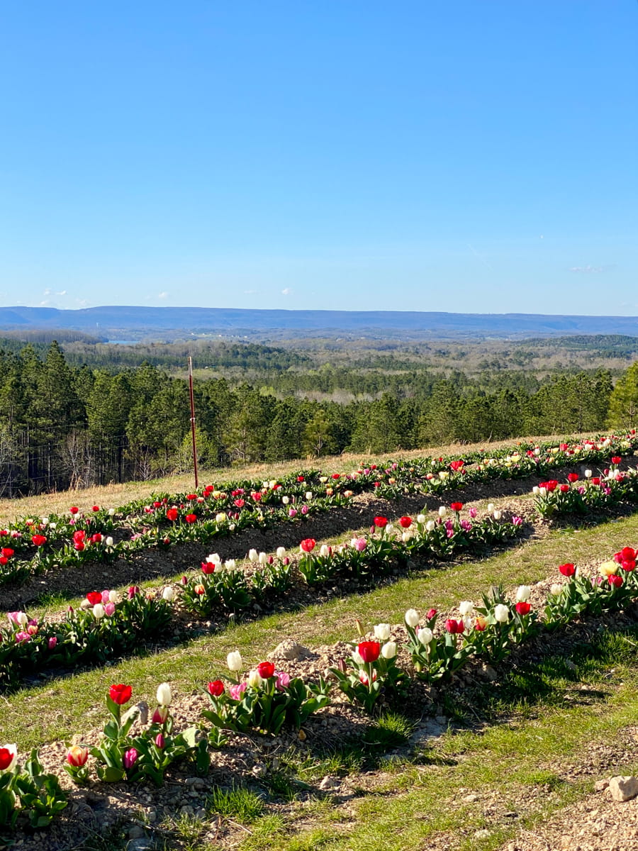 Multiple rows of colorful tulips with a valley view in the background
