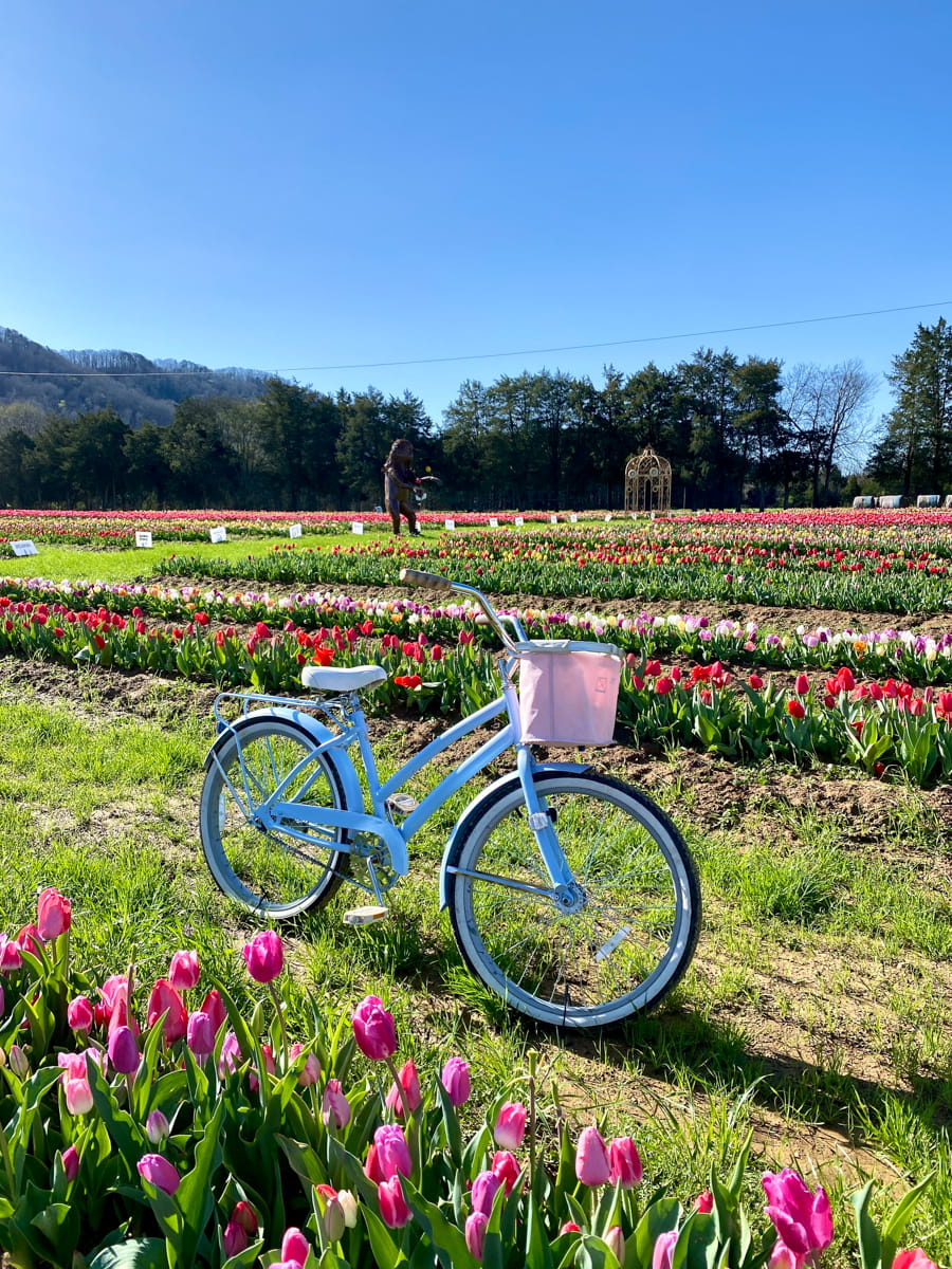 A blue bicycle photo op among the tulip rows