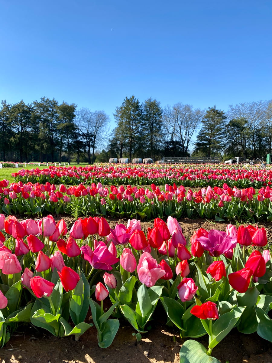 Rows and rows of red and pink tulips