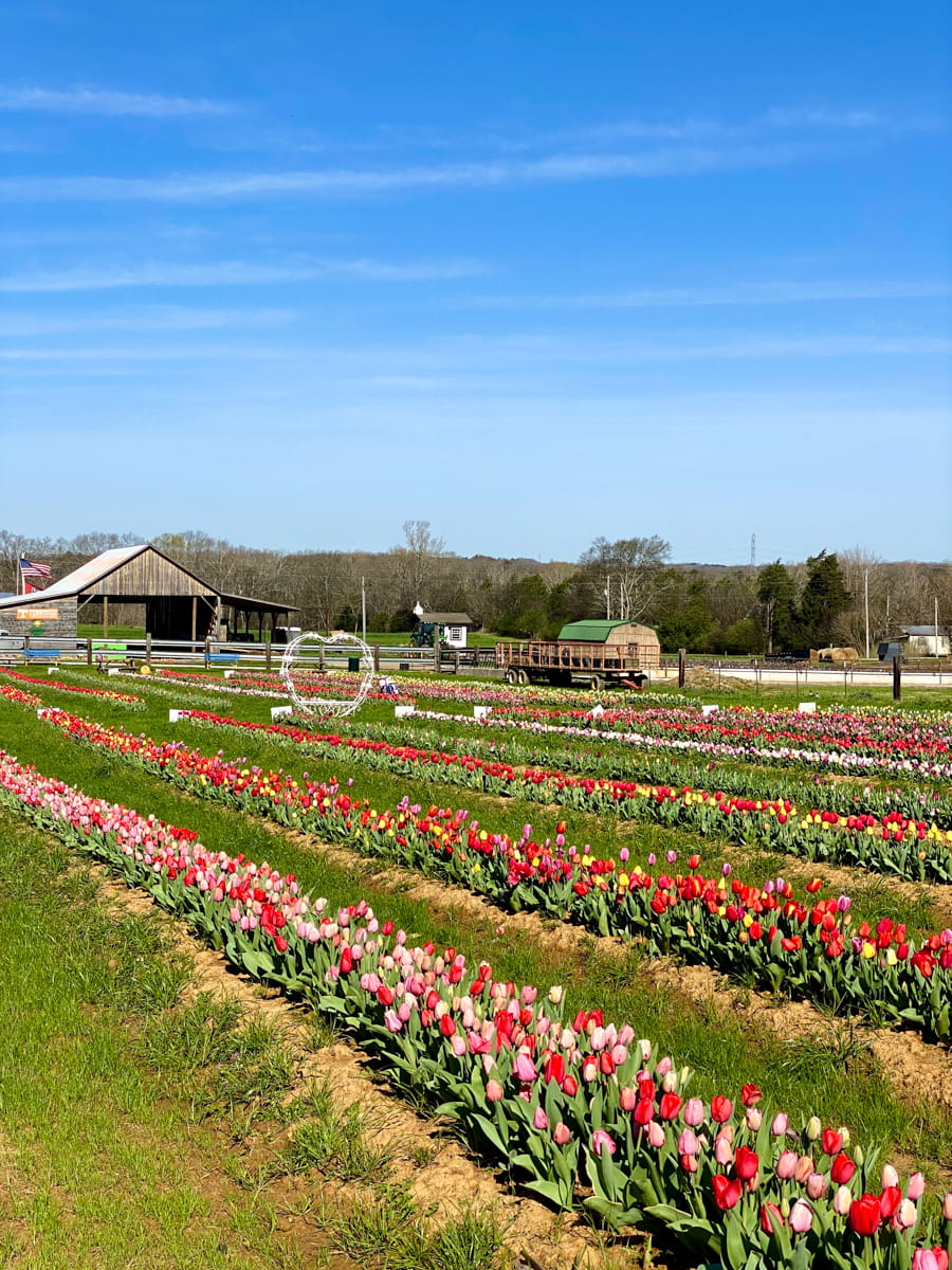 Colorful rows of tulips with a barn in the background