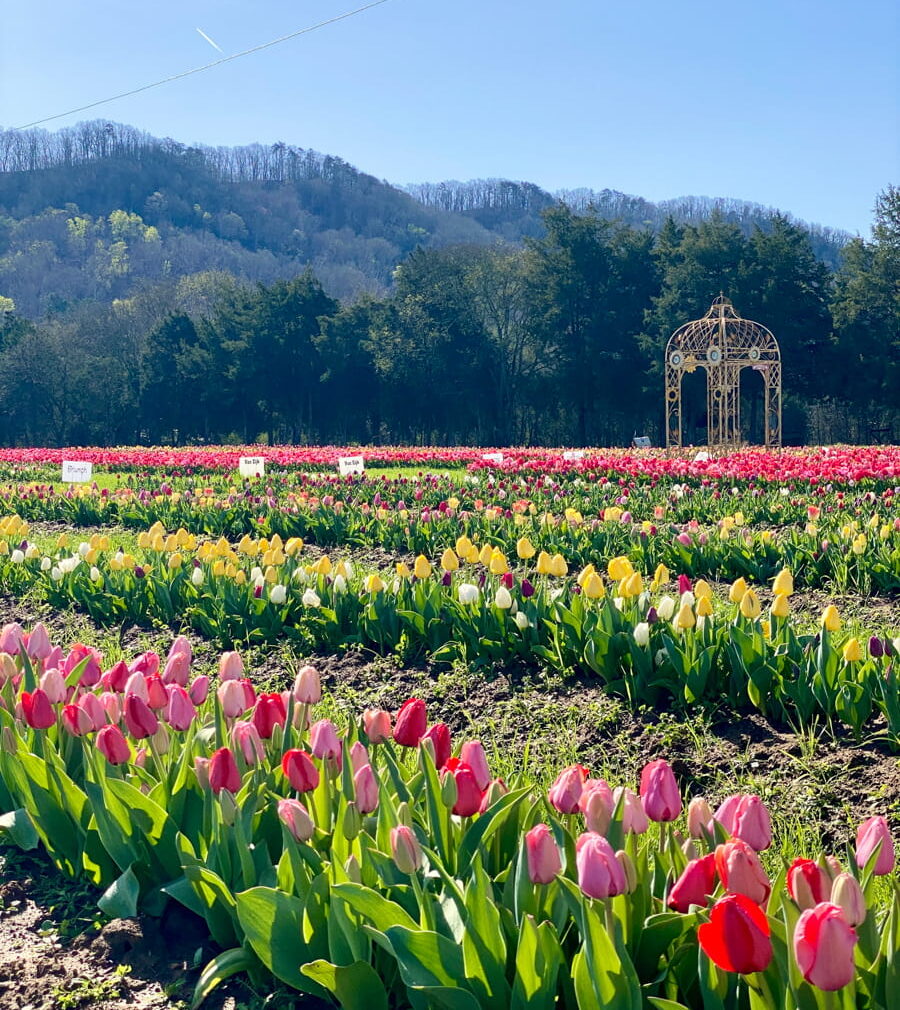Rows of colorful tulips with yard art & a Mountain View in the background