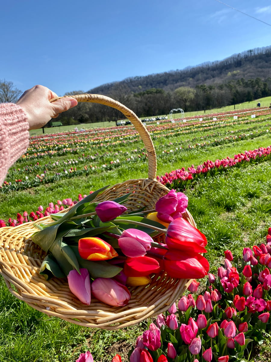 A basket of picked tulips with tulip rows in the background