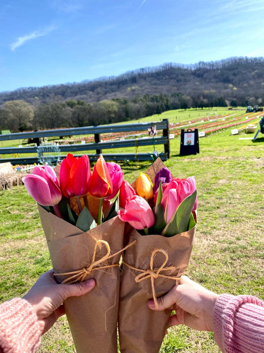 Two wrapped tulip bouquets held up by hands